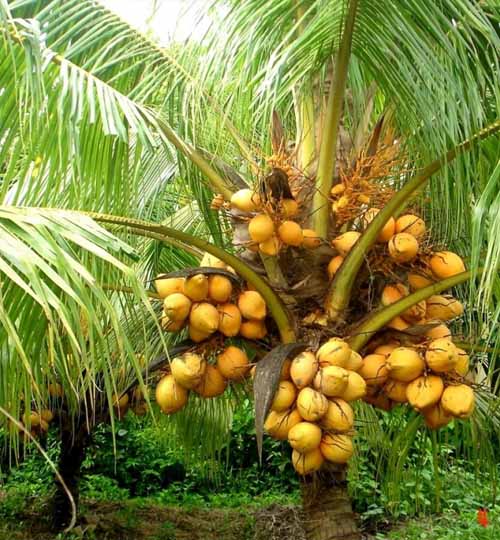 Coconut Kerala - কেরালা  নারিকেল Big Size Original